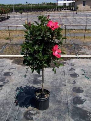 Painted Lady Standard